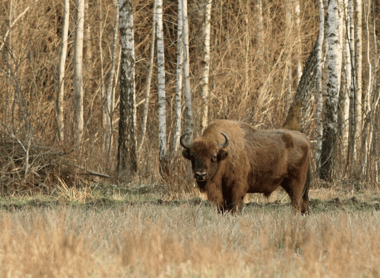 Фото: Wikimedia Commons