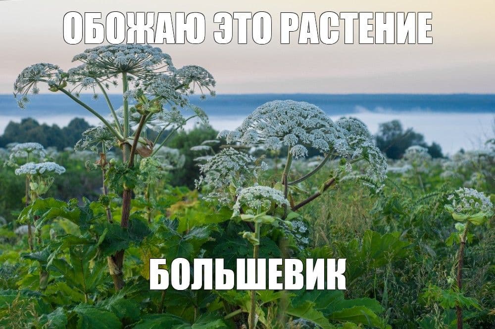 Фото: соцсети