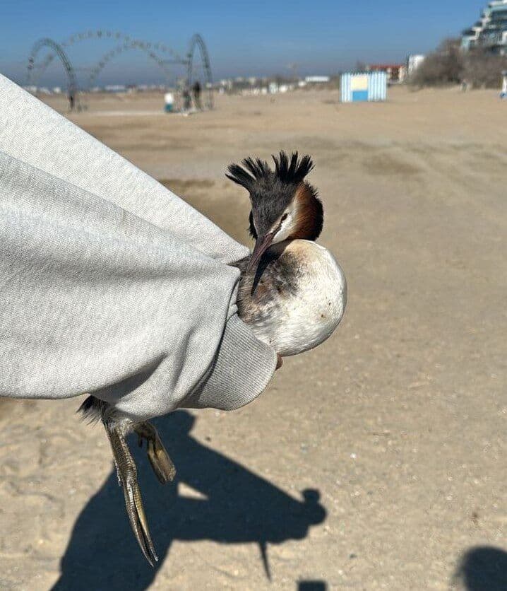 Птица на пляже Анапы. Фото: соцсети