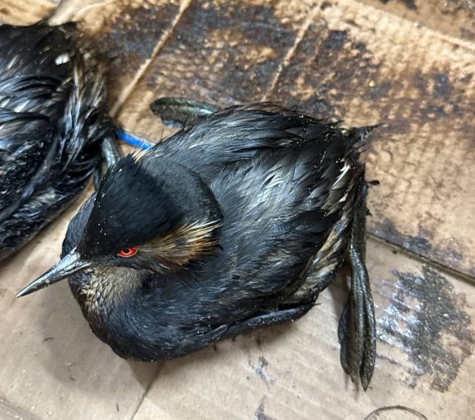 Фото: Реабилитационный центр «Жемчужная» / Телеграм