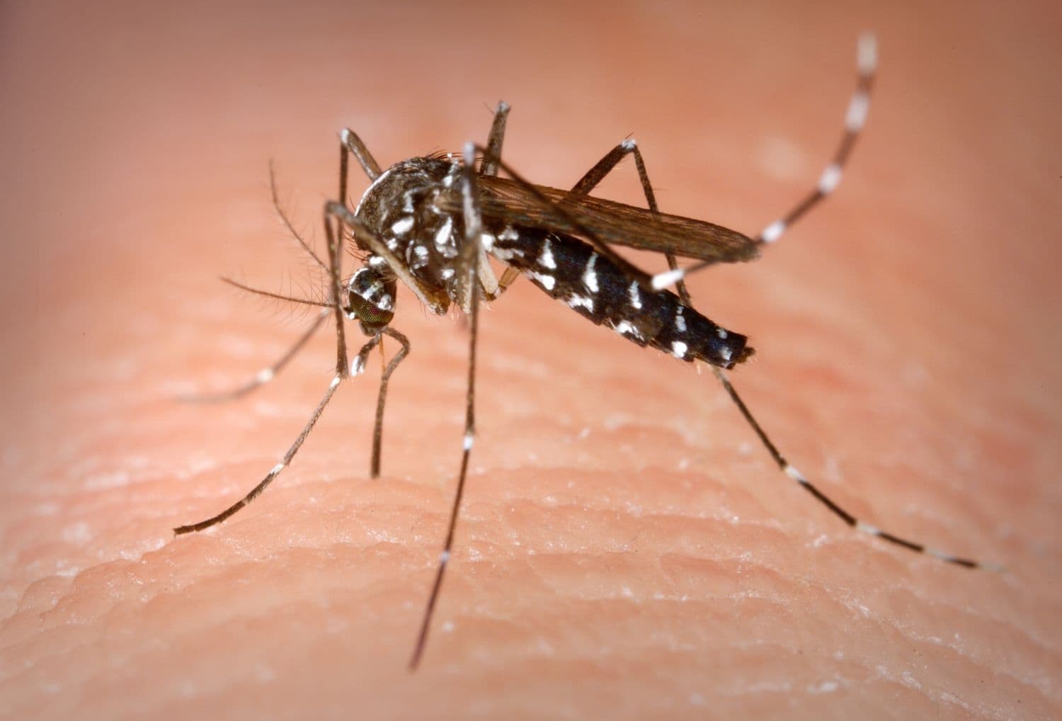 Азиатский тигровый комар. Иллюстративное фото: James Gathany / Centers for Disease Control and Prevention