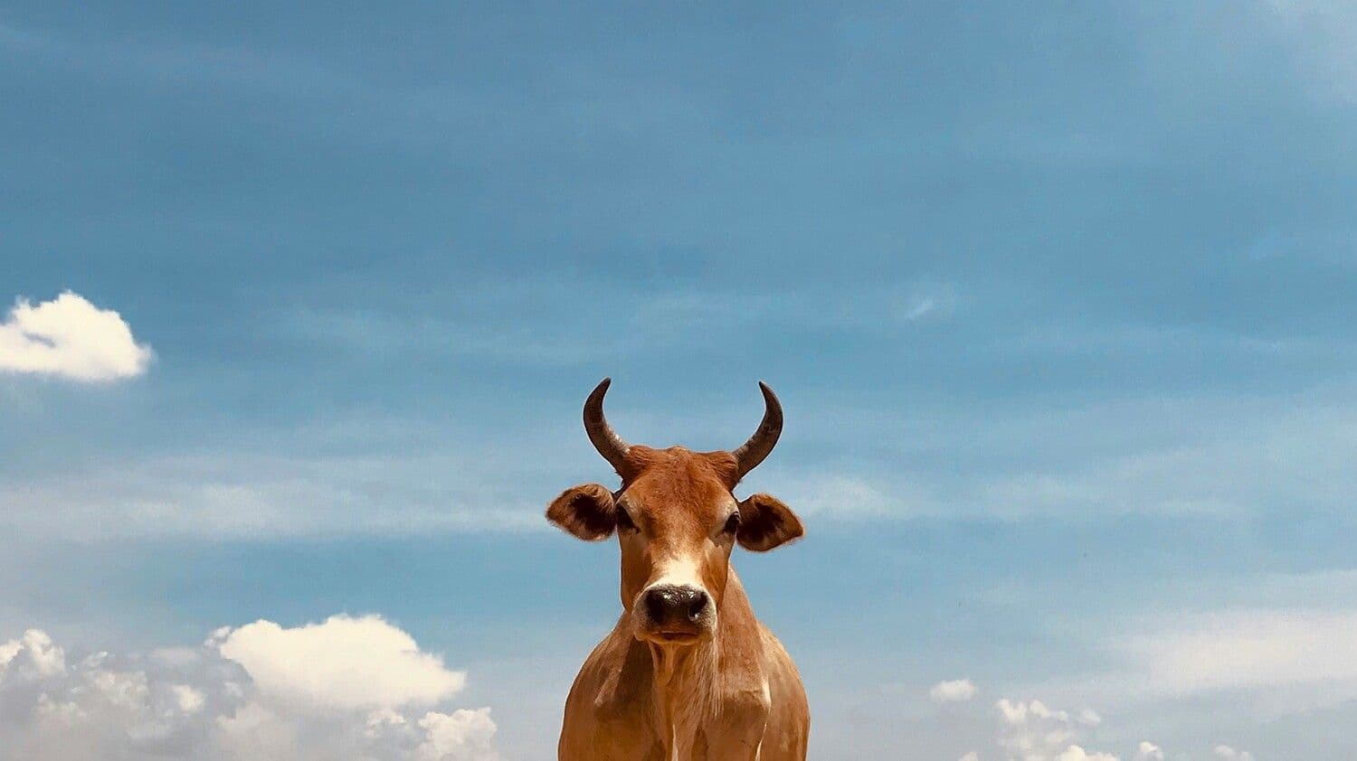 Иллюстративное фото: Anand Thakur / Unsplash